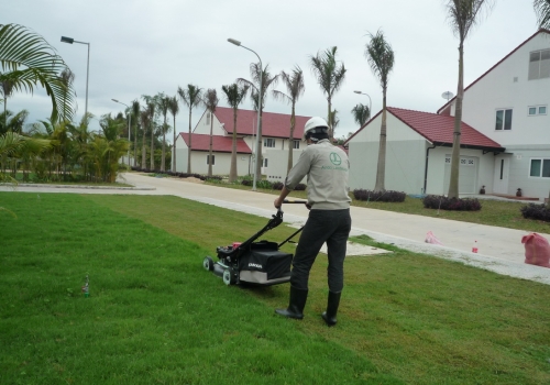 Dịch vụ chăm sóc cây cảnh, sân vườn uy tín, chuyên nghiệp
